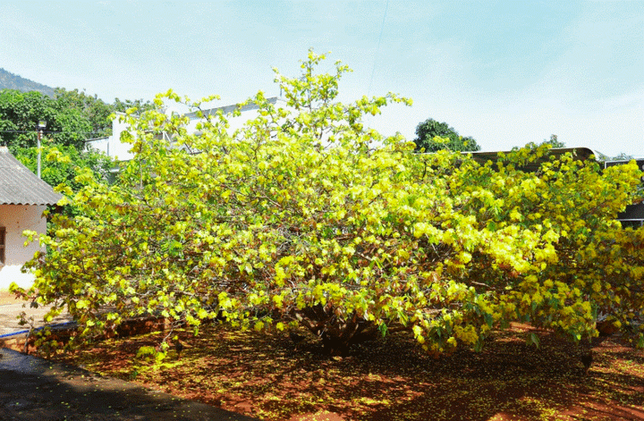 Cận cảnh cây mai 'khổng lồ' khiến hàng trăm người đổ xô tới chụp hình - 1