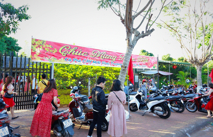 Cận cảnh cây mai 'khổng lồ' khiến hàng trăm người đổ xô tới chụp hình - 10