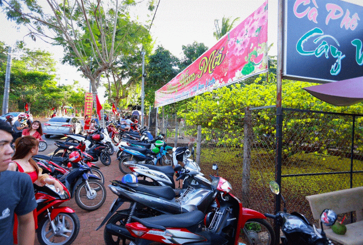 Cận cảnh cây mai 'khổng lồ' khiến hàng trăm người đổ xô tới chụp hình - 9