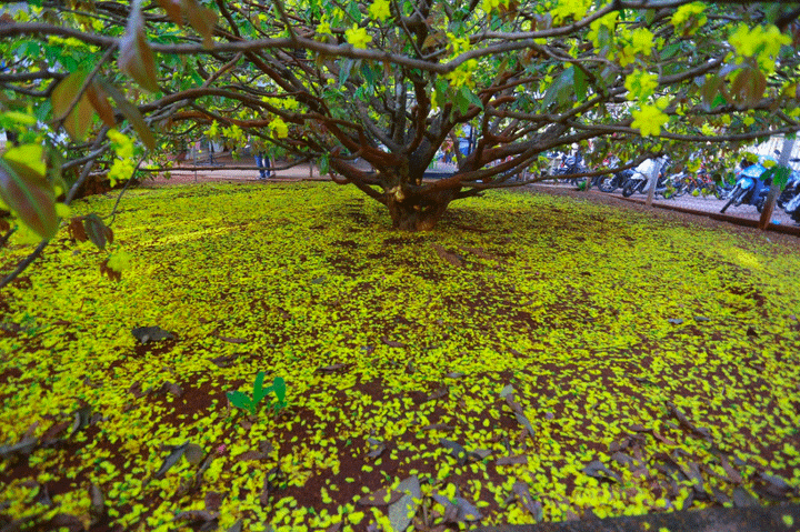 Cận cảnh cây mai 'khổng lồ' khiến hàng trăm người đổ xô tới chụp hình - 2