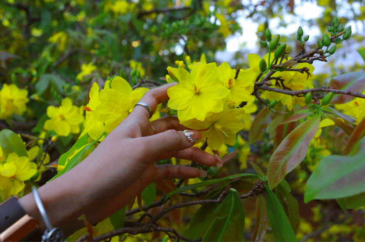 Cận cảnh cây mai 'khổng lồ' khiến hàng trăm người đổ xô tới chụp hình - 3