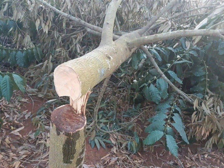 Nông dân Đắk Lắk khóc ròng nhìn vườn sầu riêng bị kẻ gian chặt ngang gốc - 2