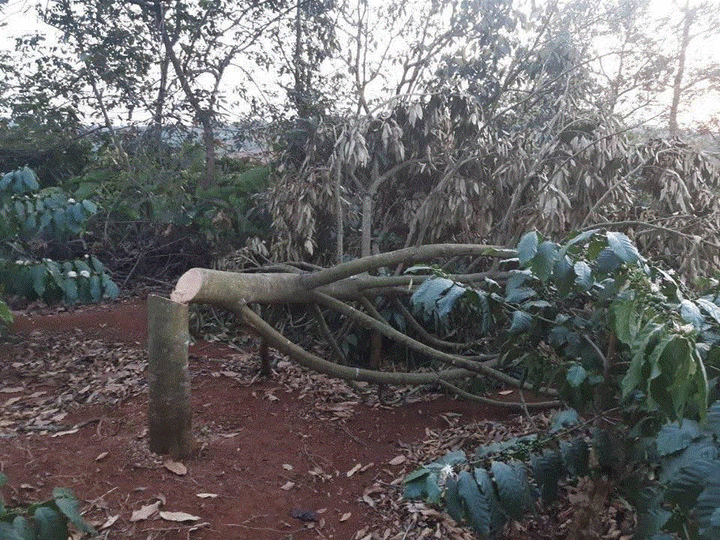 Nông dân Đắk Lắk khóc ròng nhìn vườn sầu riêng bị kẻ gian chặt ngang gốc - 1