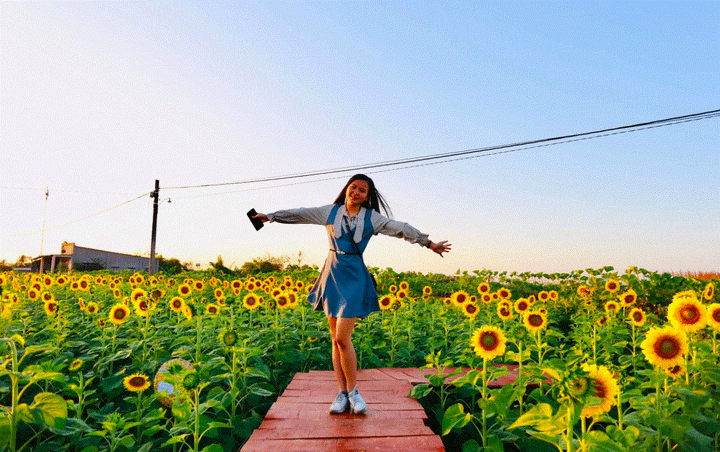 Vườn hoa hướng dương nổ rộ đầu năm, người dân đổ xô về chụp ảnh - 9