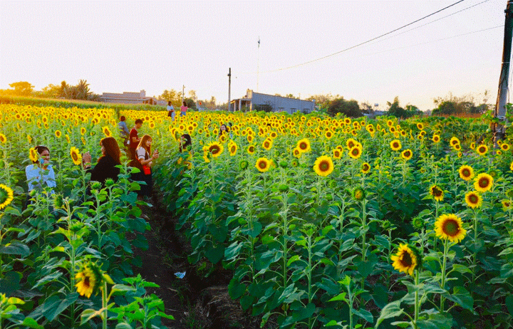 Vườn hoa hướng dương nổ rộ đầu năm, người dân đổ xô về chụp ảnh - 3
