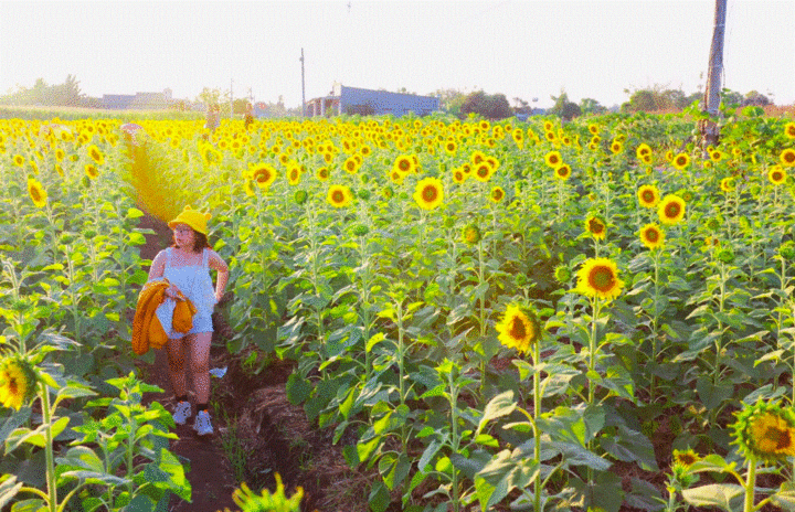 Vườn hoa hướng dương nổ rộ đầu năm, người dân đổ xô về chụp ảnh - 4