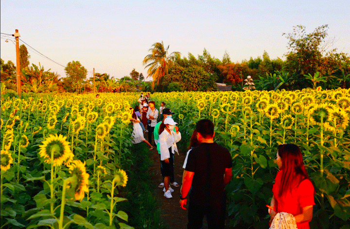 Vườn hoa hướng dương nổ rộ đầu năm, người dân đổ xô về chụp ảnh - 5