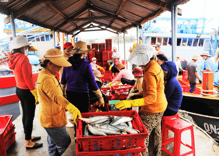 Trở về từ Hoàng Sa đầu năm mới, các tàu cá Quảng Nam bội thu - 2