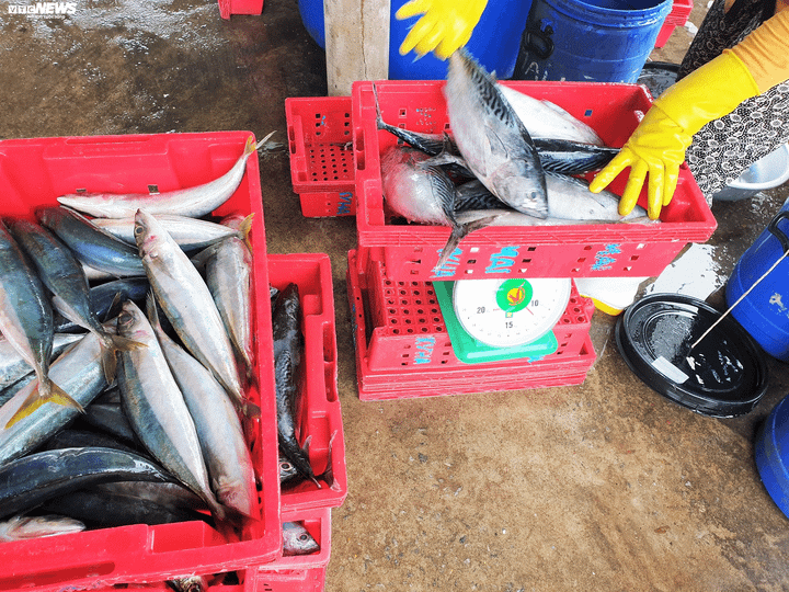 Trở về từ Hoàng Sa đầu năm mới, các tàu cá Quảng Nam bội thu - 4