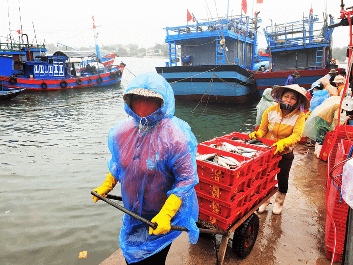 Trở về từ Hoàng Sa đầu năm mới, các tàu cá Quảng Nam bội thu - 8