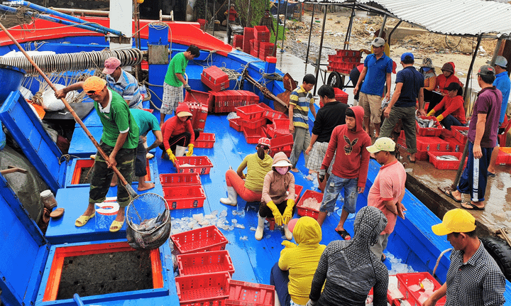 Trở về từ Hoàng Sa đầu năm mới, các tàu cá Quảng Nam bội thu - 1