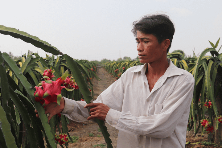 Virus corona khiến thương lái bỏ cọc thu mua thanh long, nông dân miền Tây điêu đứng - 2