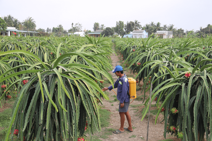 Virus corona khiến thương lái bỏ cọc thu mua thanh long, nông dân miền Tây điêu đứng - 3