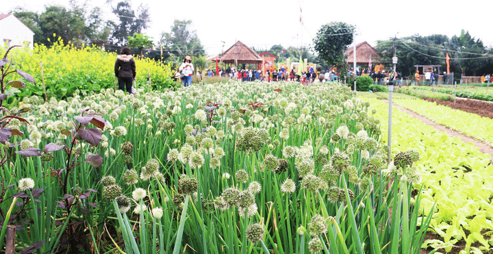 Du khách Tây xới đất trồng rau trong lễ hội ở làng rau 400 tuổi - 1