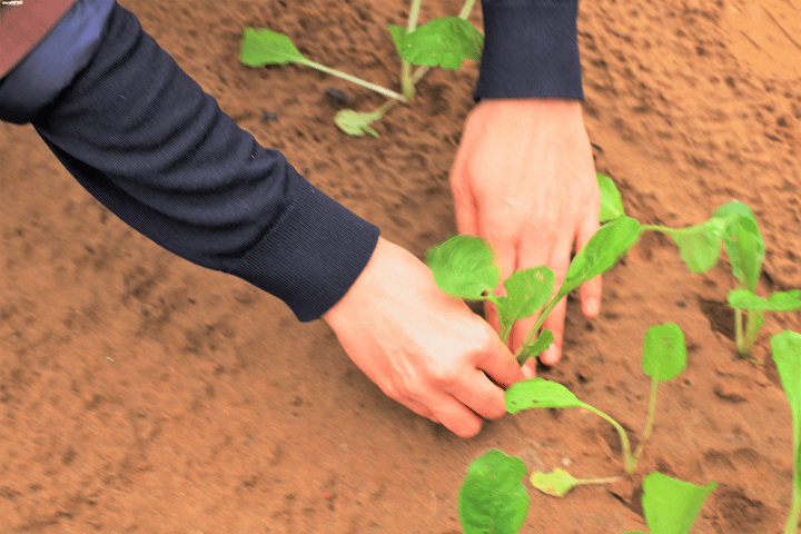 Du khách Tây xới đất trồng rau trong lễ hội ở làng rau 400 tuổi - 10