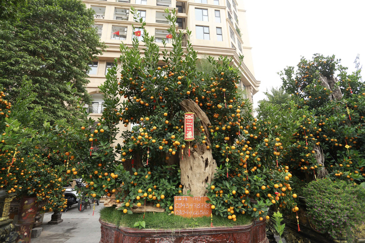 Quất "khủng" vài người ôm không xuể, giá trăm triệu đồng mỗi chậu