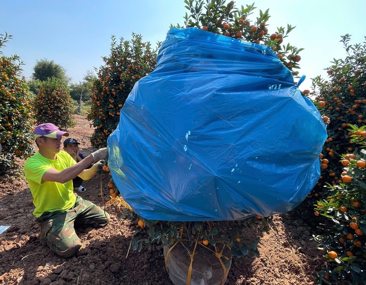 Chi tiền triệu, đặt cọc trước cả tháng vẫn khó thuê thợ đánh cây cảnh dịp Tết