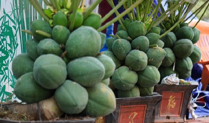 Nhà giàu Hà Nội chi hàng chục triệu đồng mua đu đủ bonsai trĩu quả chơi Tết