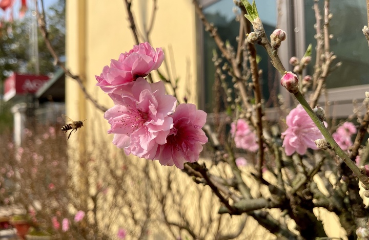 Bão số 3 có làm đào Tết 2025 khan hiếm, đội giá?