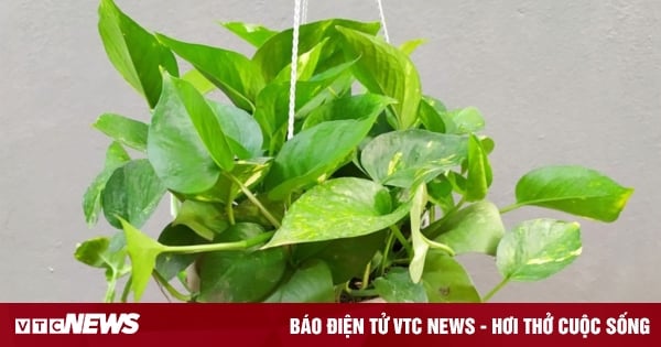 Có nên trồng cây trầu bà ở trong nhà?