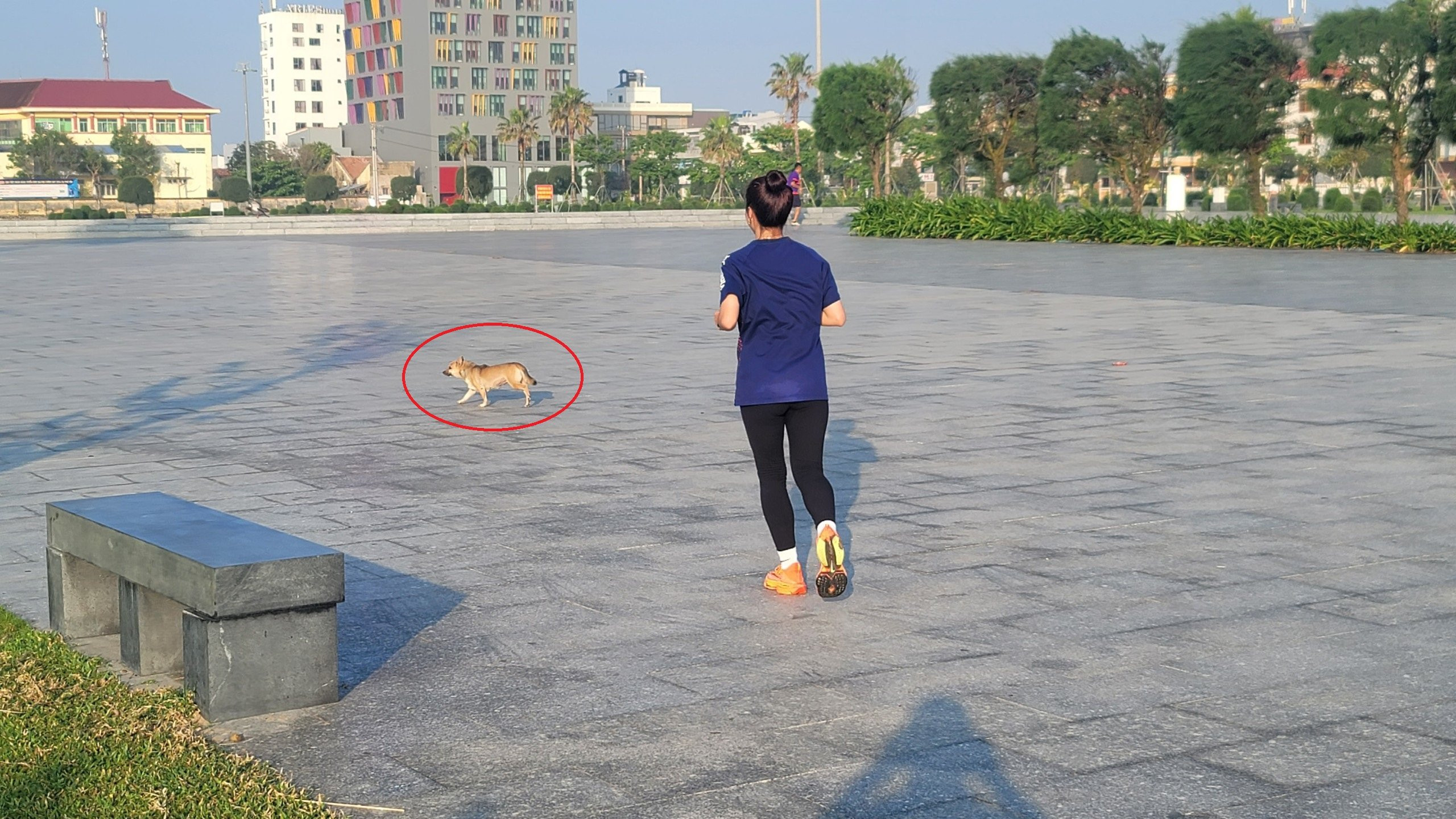 Chó thả rông rượt vận động viên tập luyện tại giải Vô địch Quốc gia marathon