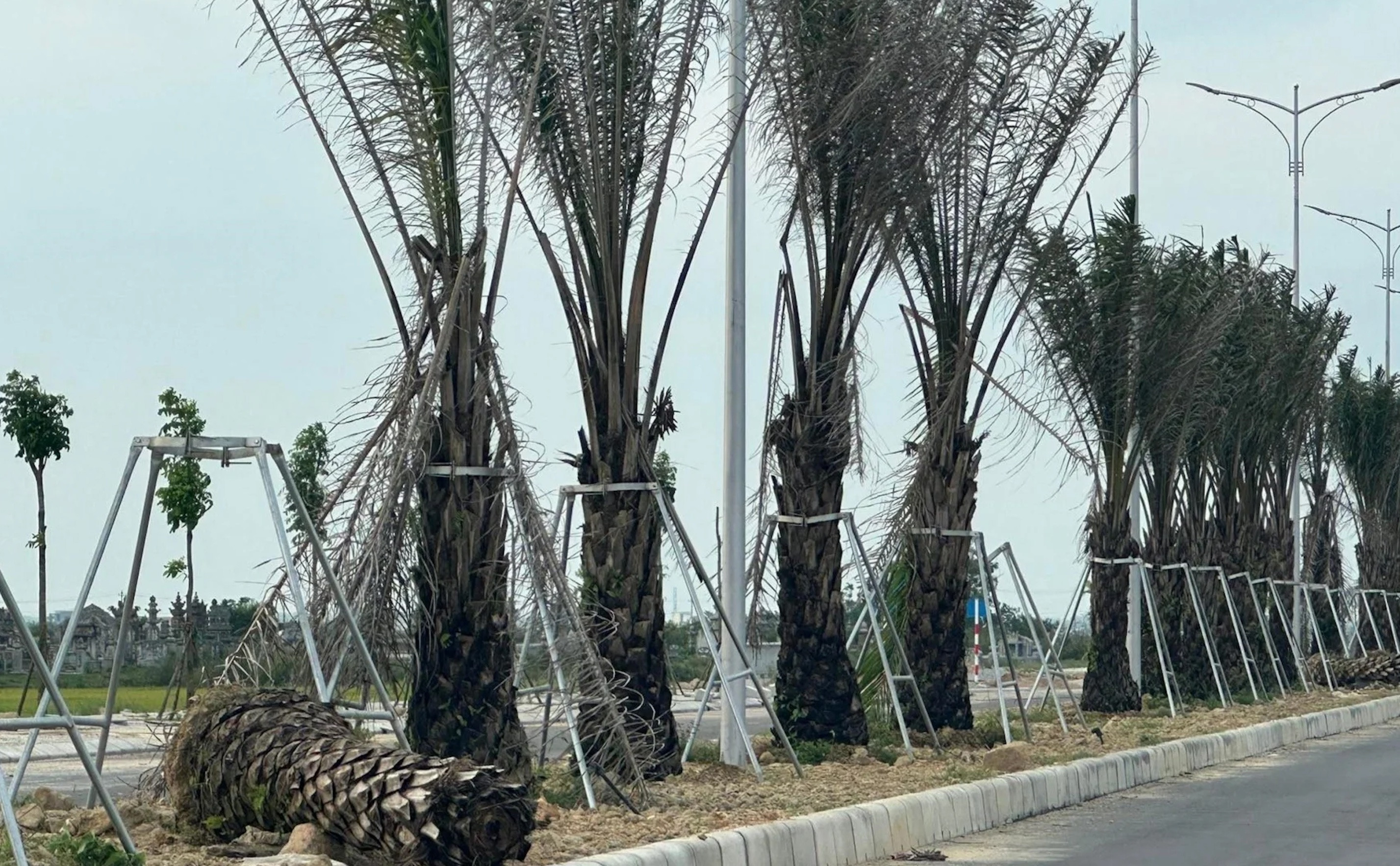 Bộ Công an yêu cầu Thừa Thiên - Huế cung cấp tài liệu dự án trồng cây xanh