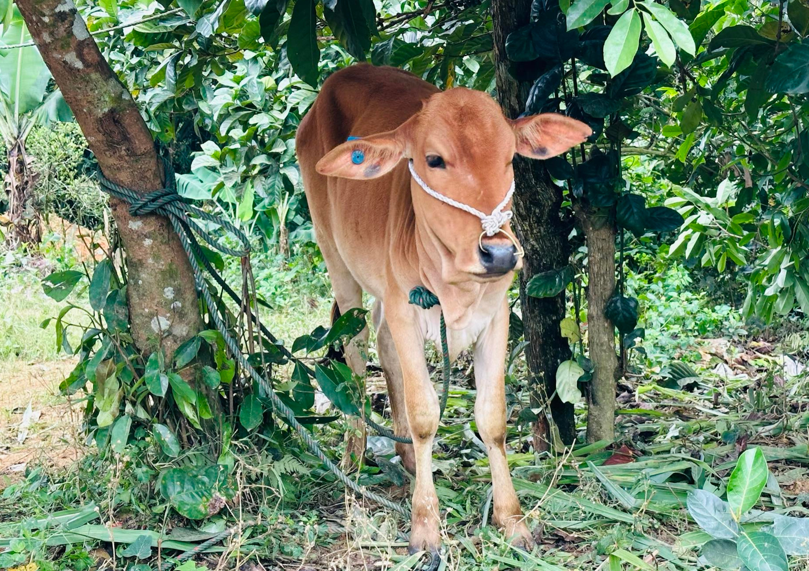 Bò được cấp vừa nhận đã chết, dân nghèo Quảng Trị chỉ nhận lại bê 