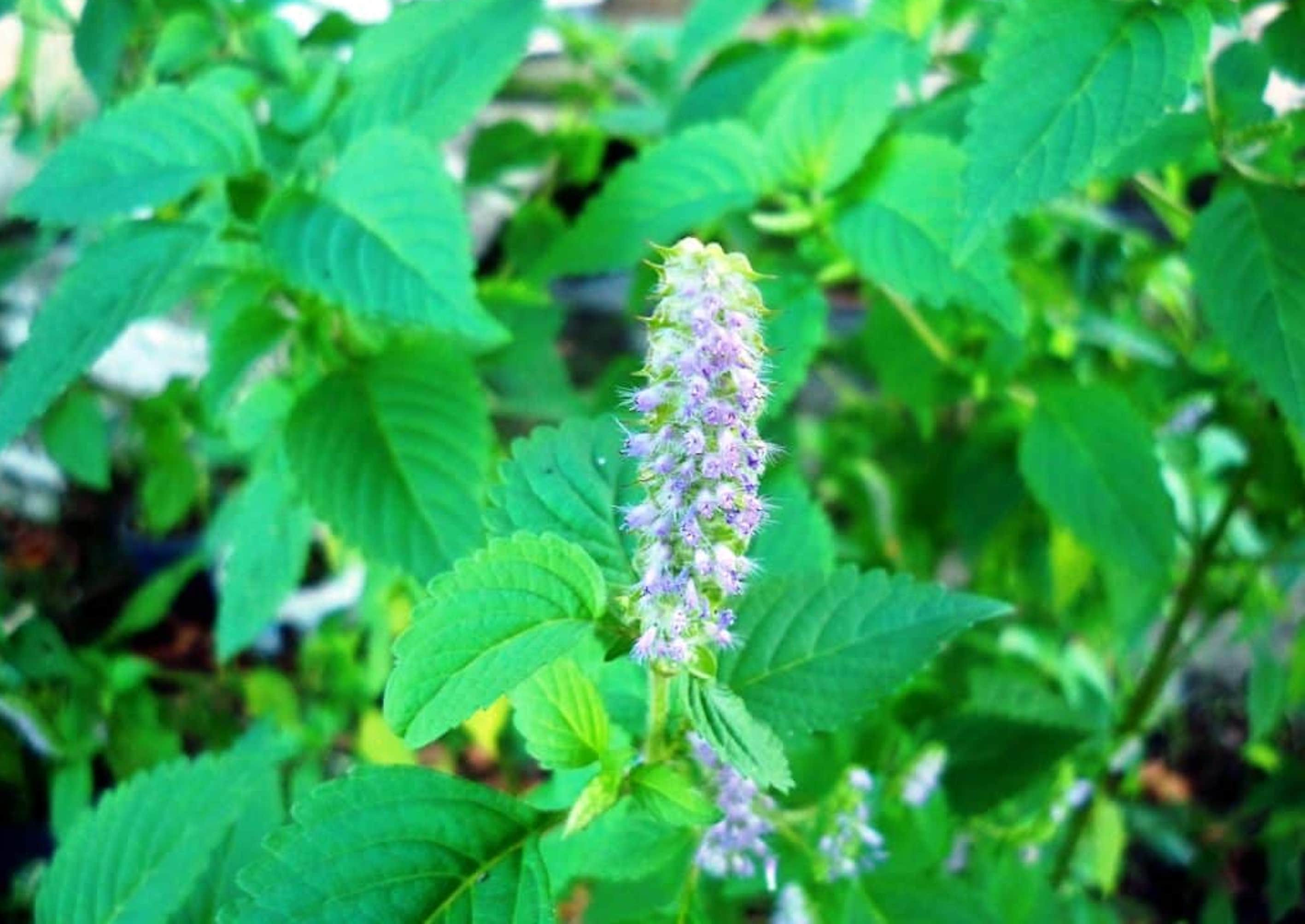 10 bài thuốc trị bệnh từ cây kinh giới