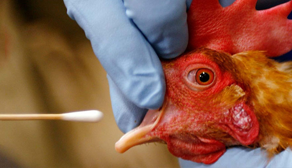 H5N1 có lây từ người sang người?