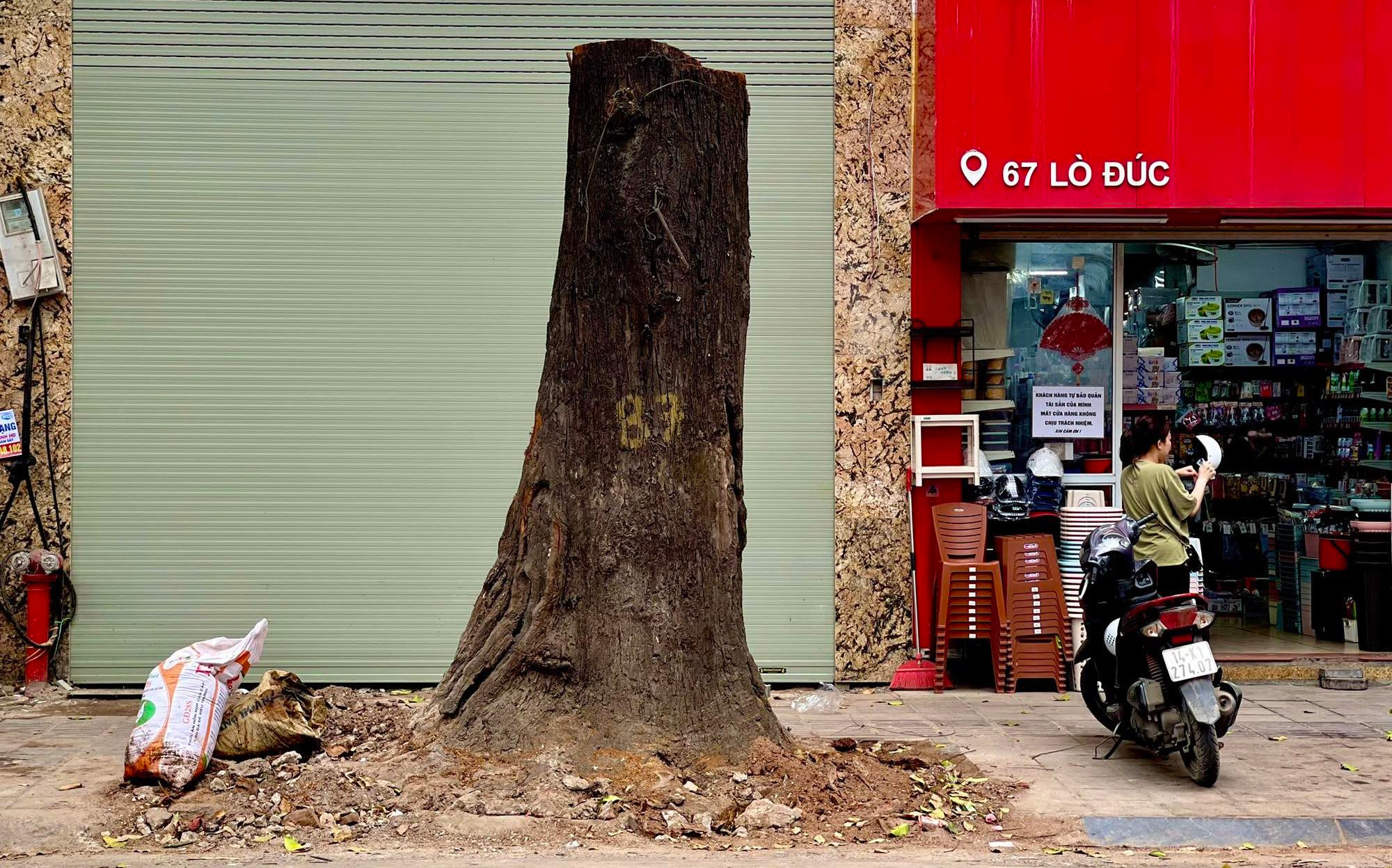 Điều tra vụ cây sao đen trăm tuổi ở Hà Nội nghi bị 'bức tử'