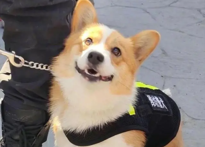 Chó Corgi cảnh sát đầu tiên ở Trung Quốc: Chân ngắn, ngây thơ nhưng điêu luyện
