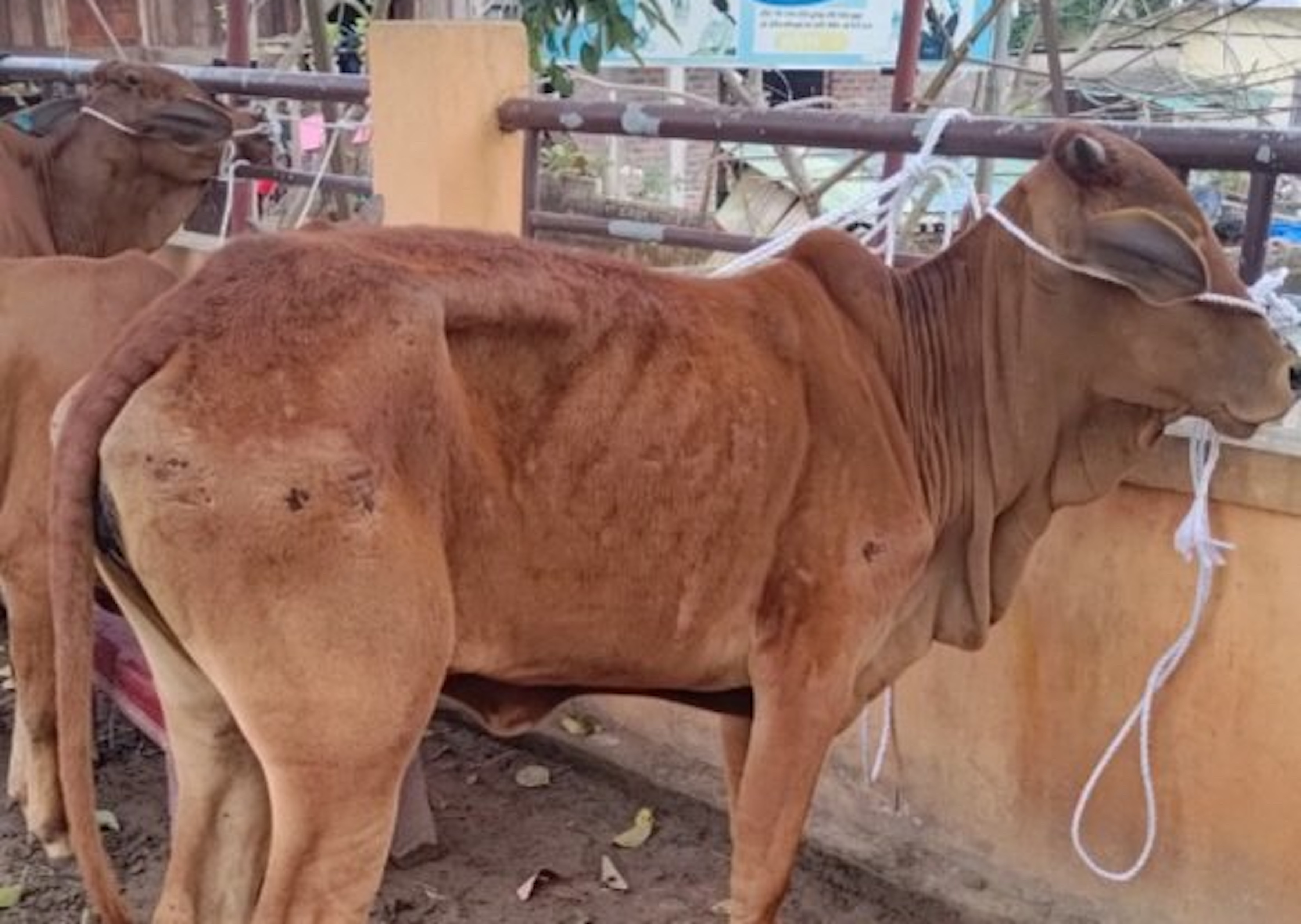 Bò cấp cho dân nghèo gầy yếu, chết: Lãnh đạo tỉnh Quảng Trị yêu cầu xử lý