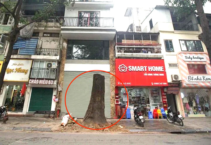 Cây sao đen nghi bị 'bức tử' trên phố Lò Đúc: Phường nói chặt hạ có lộ trình