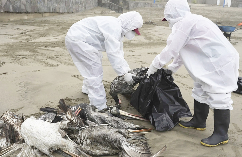 Lần đầu tiên Việt Nam có ca nhiễm cúm A(H9) trên người, Bộ Y tế chỉ đạo khẩn