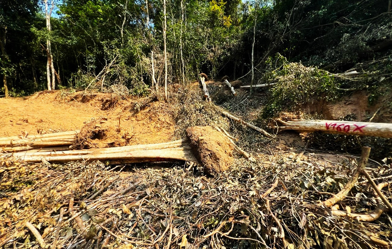 Chưa được chấp thuận, huyện ở Bình Định ký giấy đưa 44 cây khỏi rừng trái phép