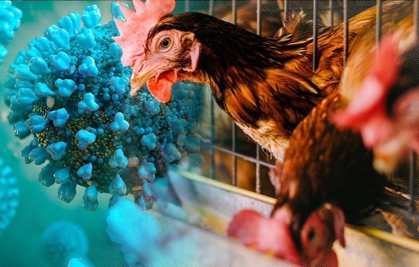 Bệnh cúm gia cầm A(H9) nguy hiểm như thế nào?