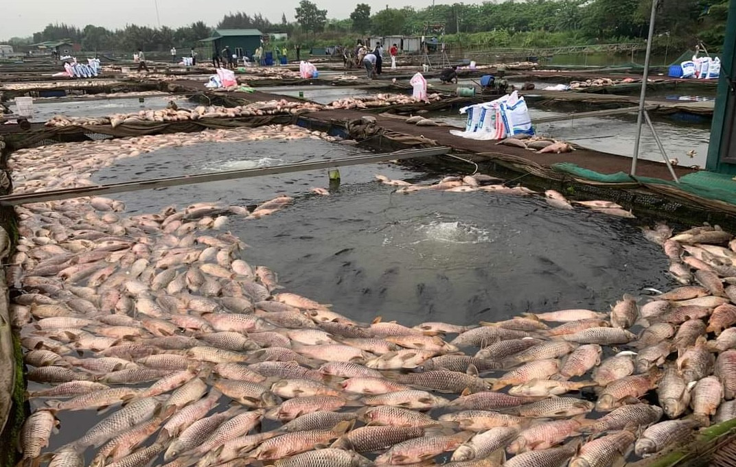 Hàng trăm tấn cá chết ở Hải Dương: Nông dân bật khóc, xót xa tiền tỷ trôi sông