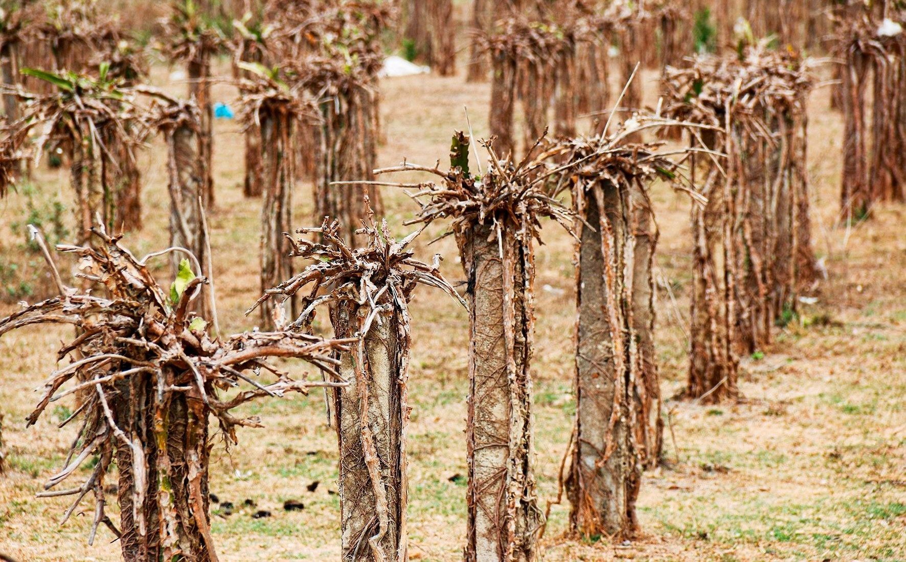 Cao điểm hạn hán, Bình Thuận ‘khát’ 3 tỷ khối nước