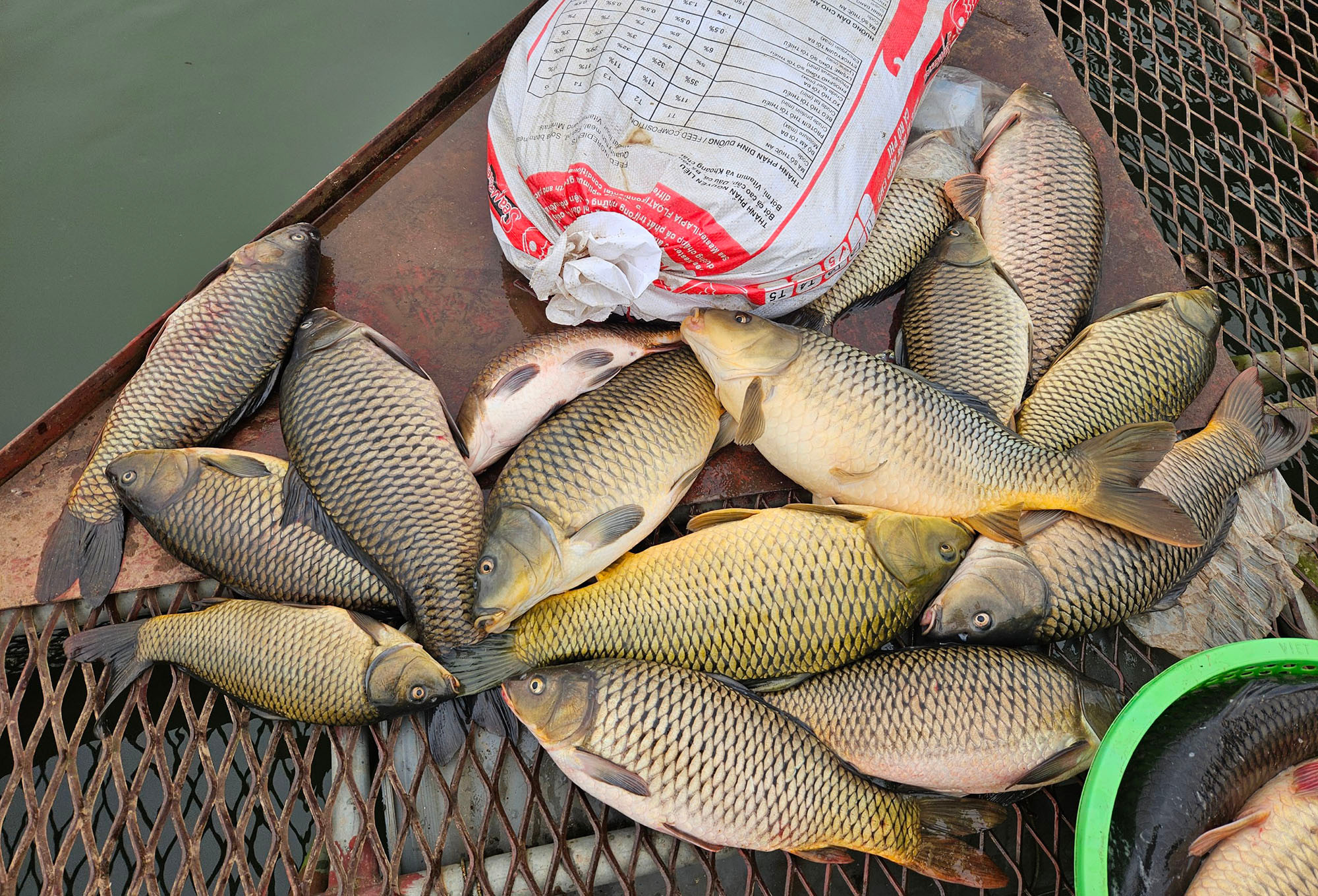 Nguyên nhân gần 1.000 tấn cá lồng chết ở Hải Dương