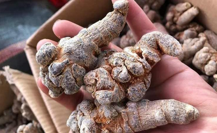 Loại rễ cây 'quý như vàng' giúp hỗ trợ điều trị ung thư