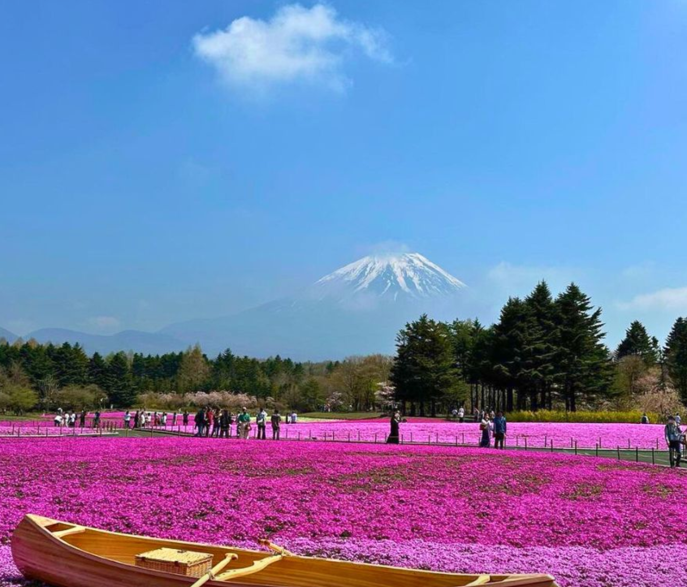 10 cánh đồng hoa đẹp nhất thế giới
