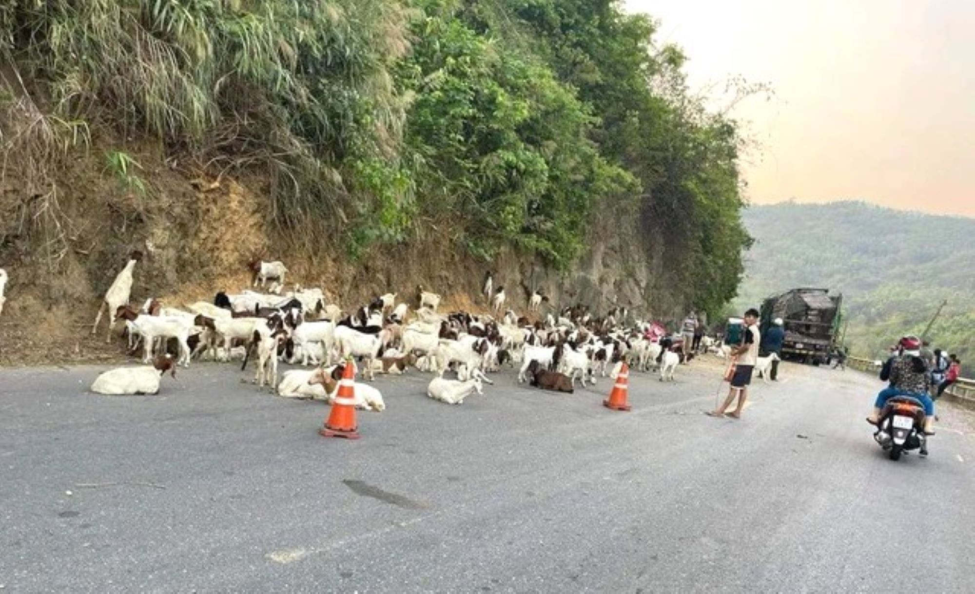 Xe chở hơn 100 con dê gặp tai nạn, dân chung tay mua ‘giải cứu’