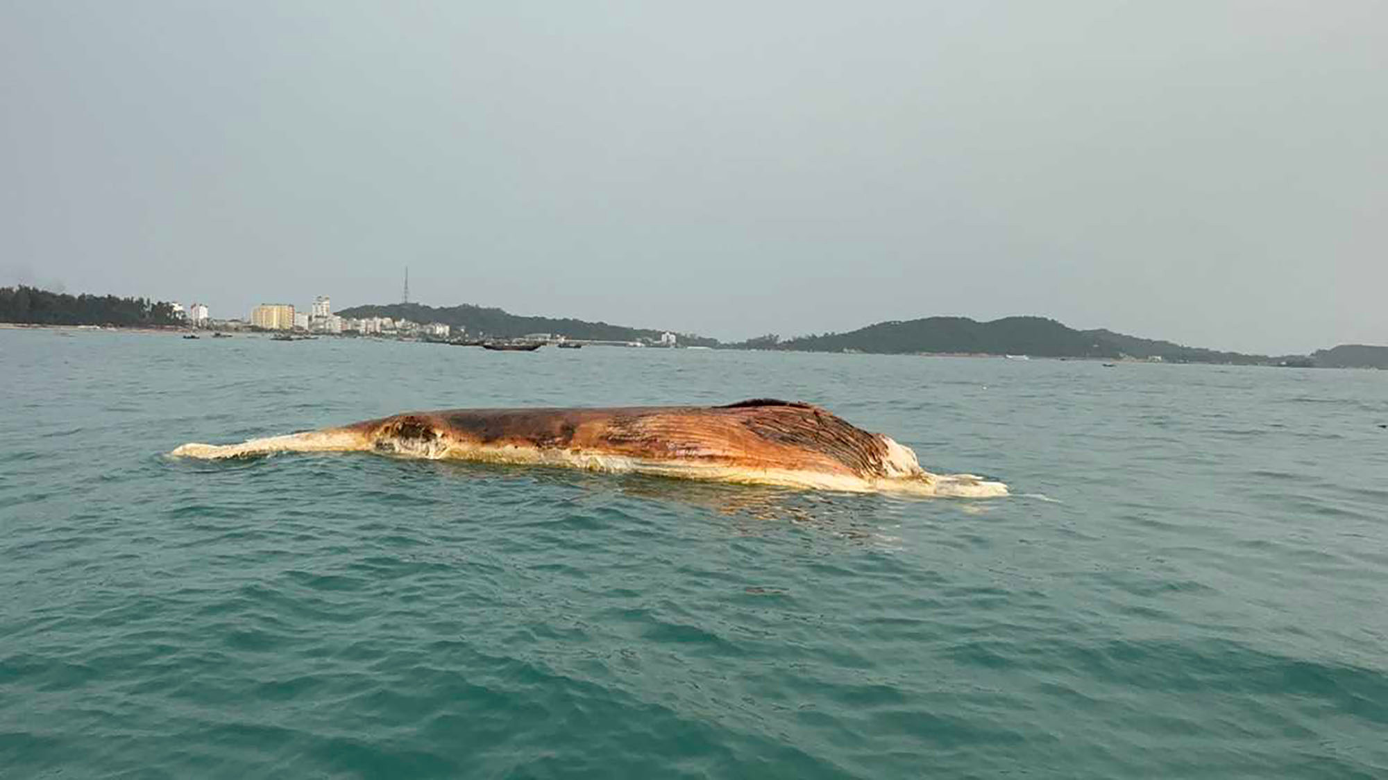 Quảng Ninh: Xác cá voi 10 tấn trôi dạt vào vùng biển Cô Tô