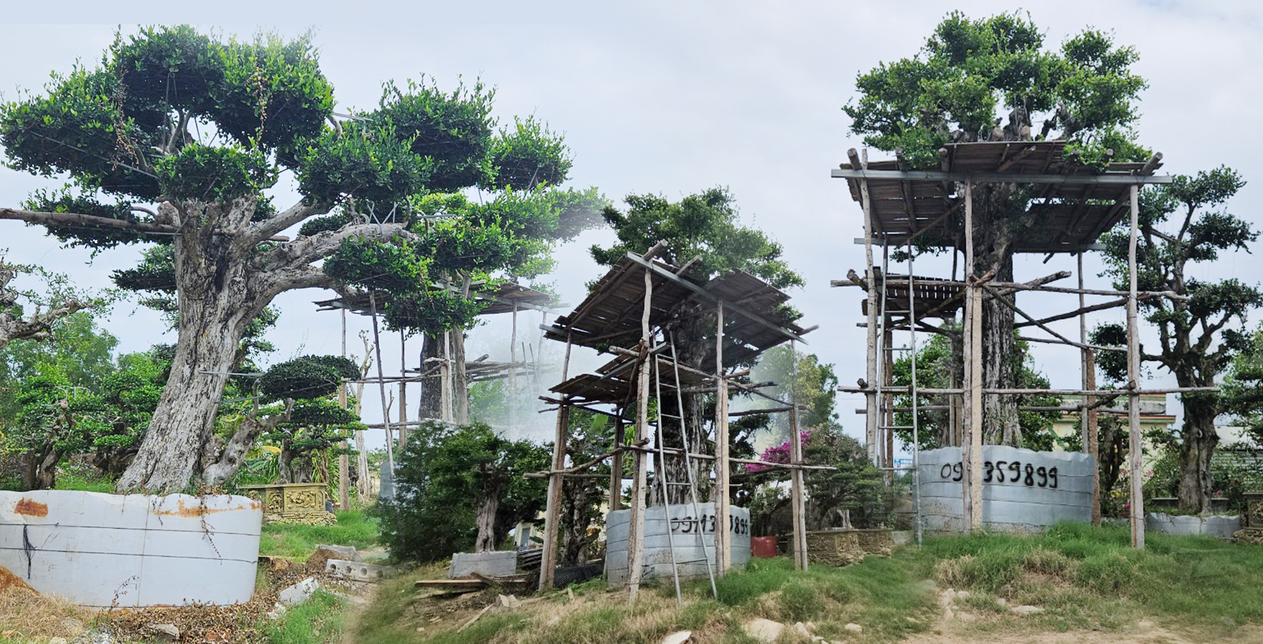 Đại thụ vào nhà đại gia, rừng già 'chảy máu'