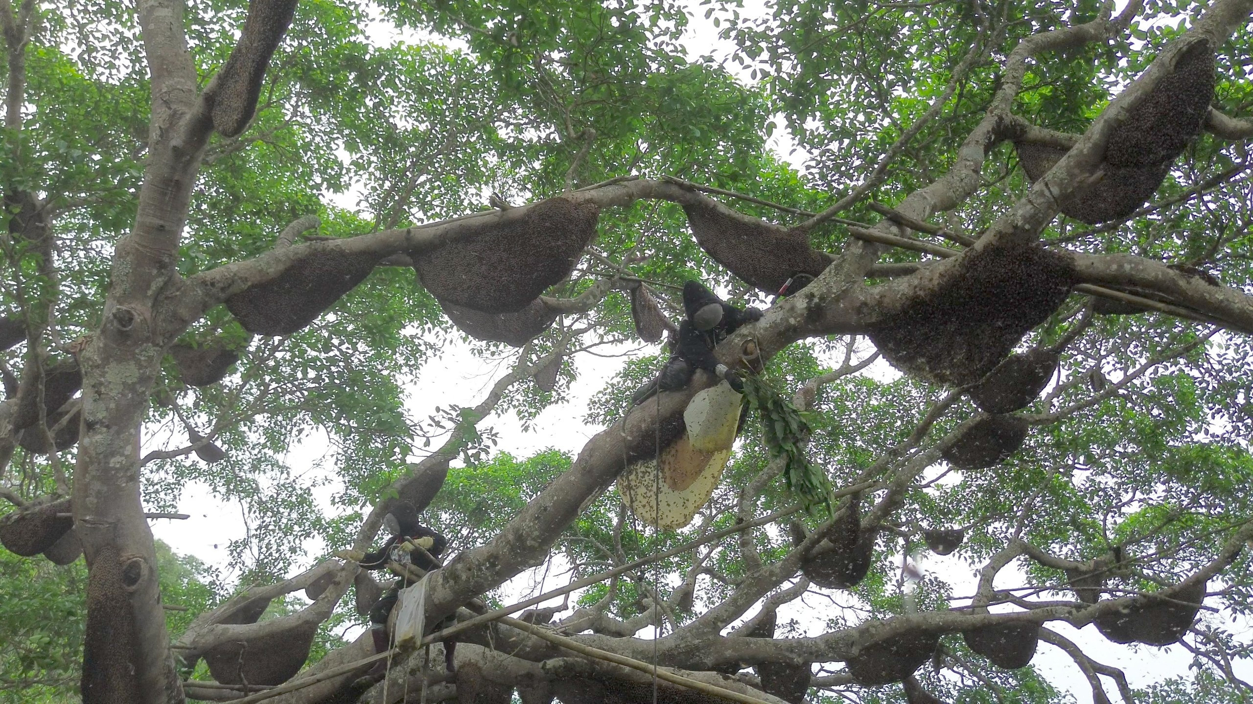 Hốt bạc từ 'cây ong mật' kỳ lạ ở Điện Biên cho hàng tấn mật ong thượng hạng