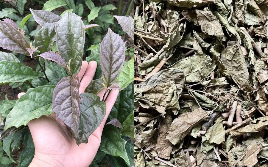 Cây xạ đen chữa bệnh gì?