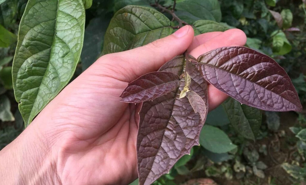 Một số lưu ý khi dùng cây xạ đen