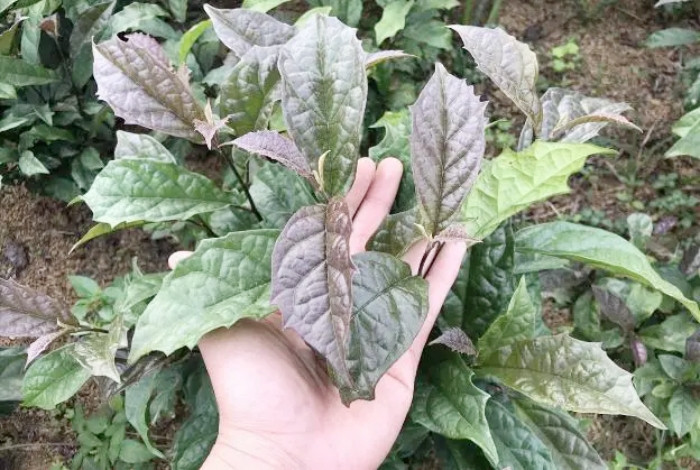 Nên uống xạ đen tươi hay khô?