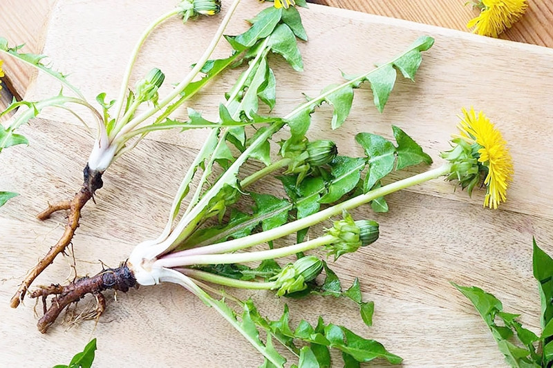 Cây bồ công anh có tác dụng chữa bệnh tuyệt vời ra sao?