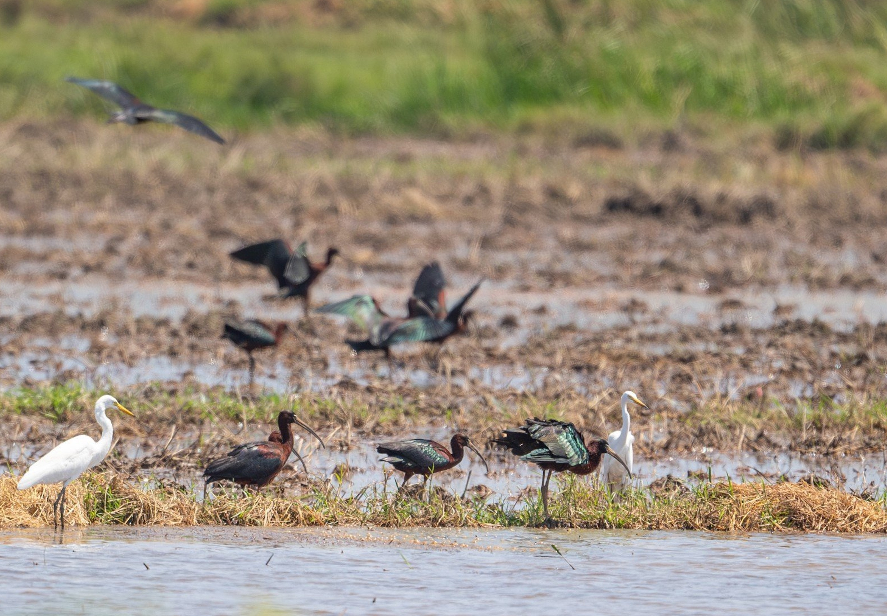 Loài chim quý lần đầu xuất hiện ở miền Trung